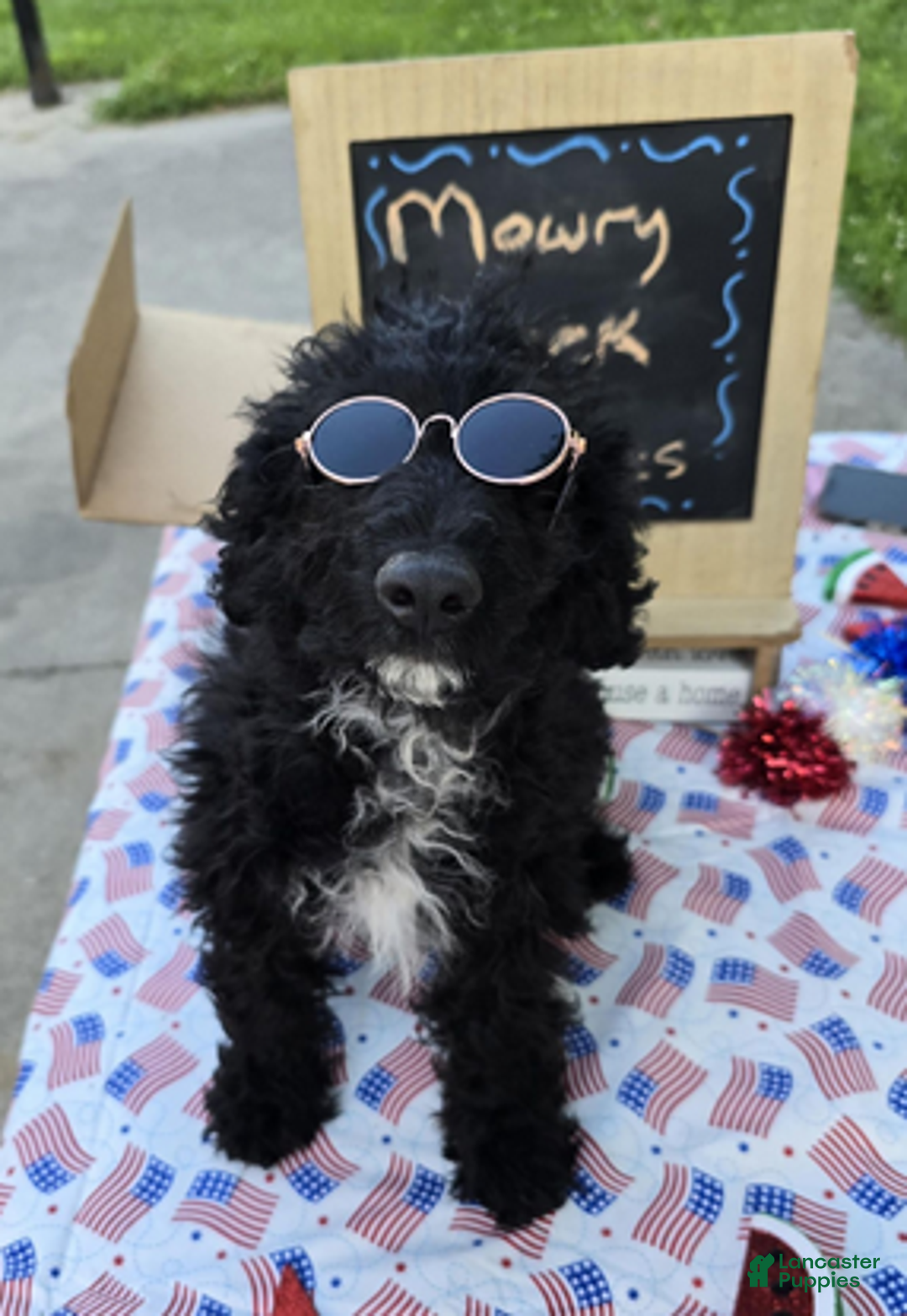 Aussiedoodle dogs for sale: Arthur - Ad 4