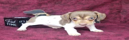 Miniature Dachshund dogs for sale: AKC Chloe *Delivery Available* - Ad 3