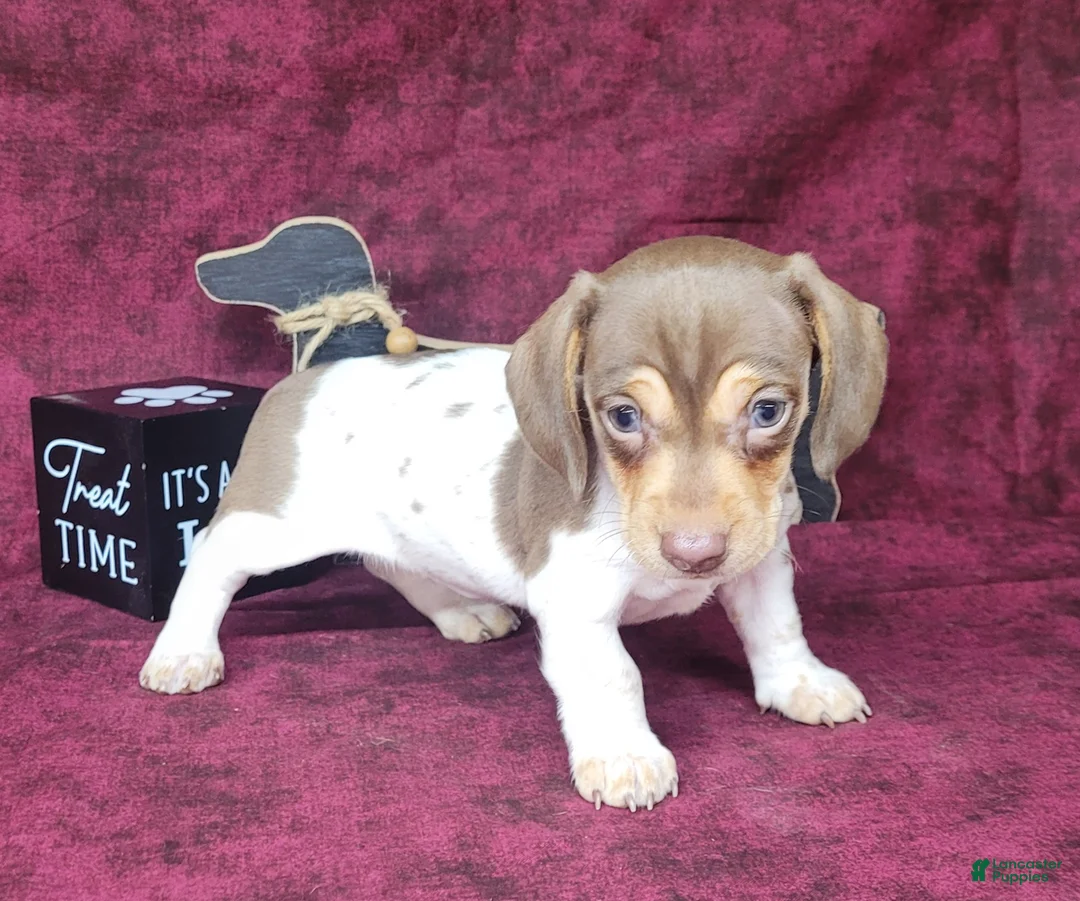 Miniature Dachshund dogs for sale: AKC Chloe *Delivery Available* - Ad 3