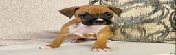 Boxer dogs for sale: Hope - Ad 6