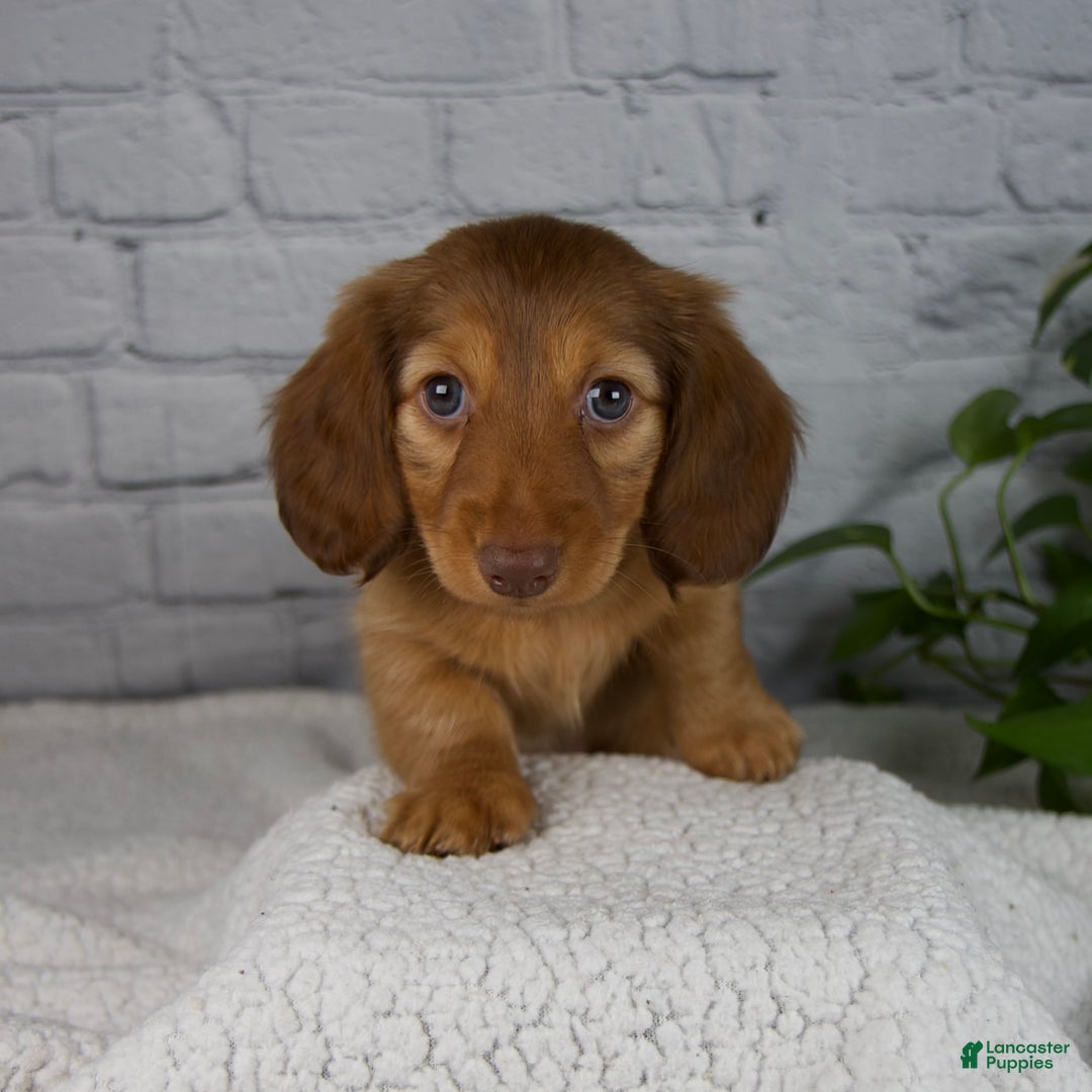 Miniature Dachshund dogs for sale: Durant - Ad 2