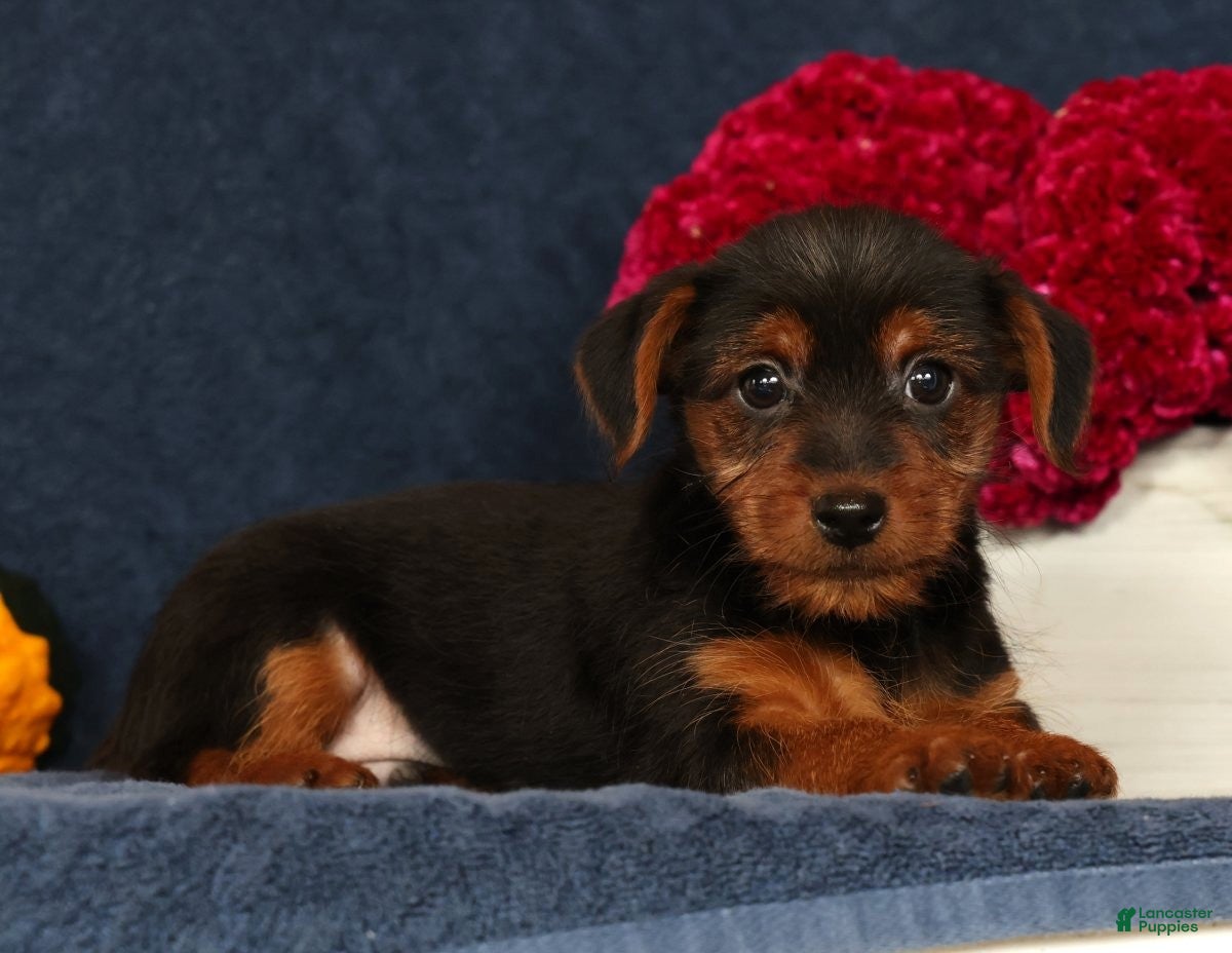 Yorkshire Terrier dogs Quest - Ad 1