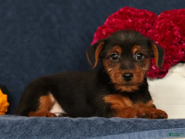 Yorkshire Terrier dogs Quest - Ad 1