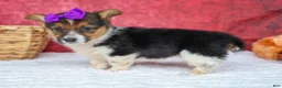 Welsh Corgi Pembroke dogs for sale: Abby🩷  - Ad 20