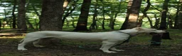 Dogo Argentino dogs for sale: Green male  - Ad 20