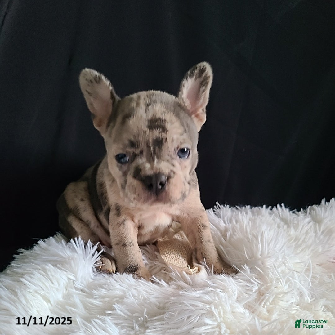 Frenchton dogs for sale: Pebbles - Ad 14