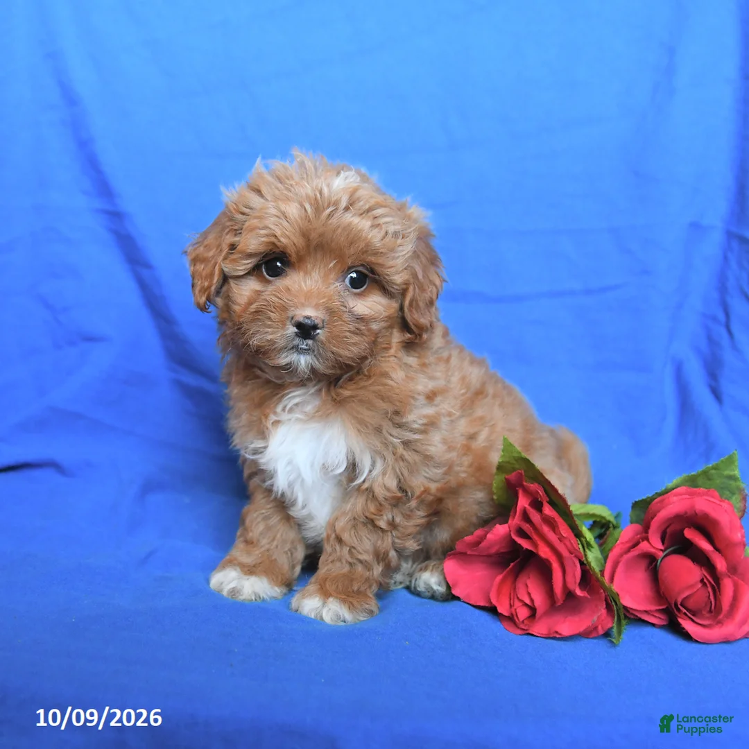 Shihpoo dogs for sale: Seth - Ad 1