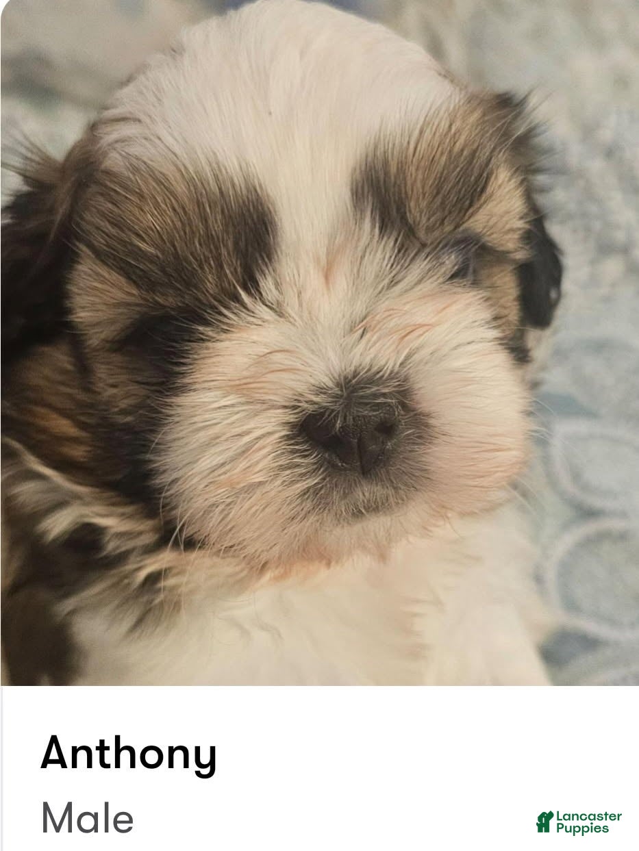 Shih Tzu dogs Anthony - Ad 1