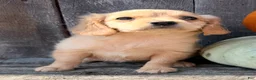 Miniature Golden Retriever dogs for sale: Willow Female Mini Golden Retriever - Ad 7