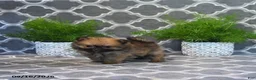 Pomeranian dogs for sale: Raina - Ad 3