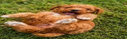 Mini Aussiedoodle dogs for sale: Blaze - Ad 5