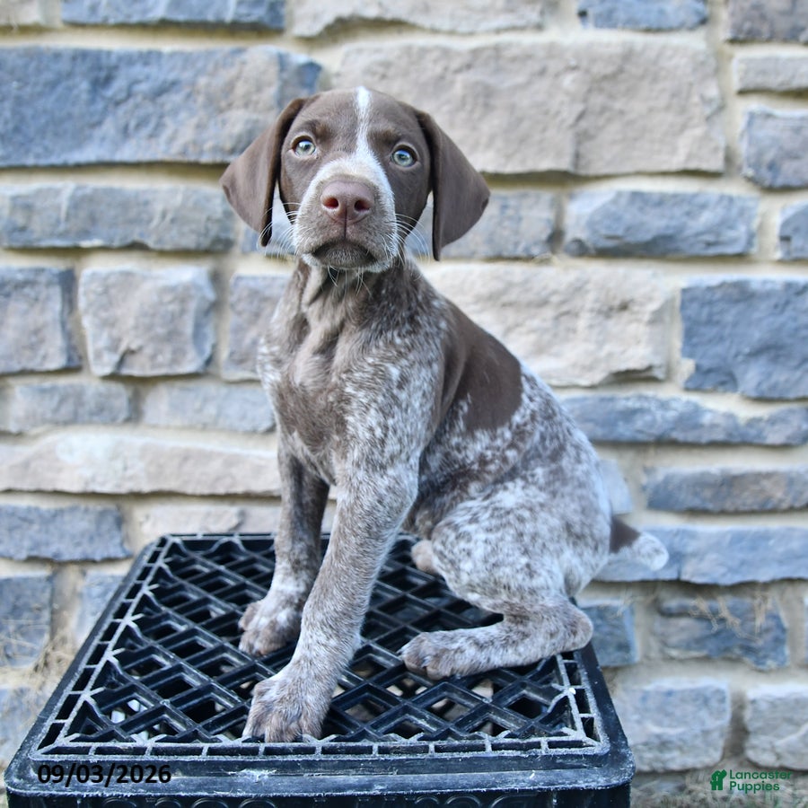 German Shorthaired Pointer dogs Claire - Ad 1