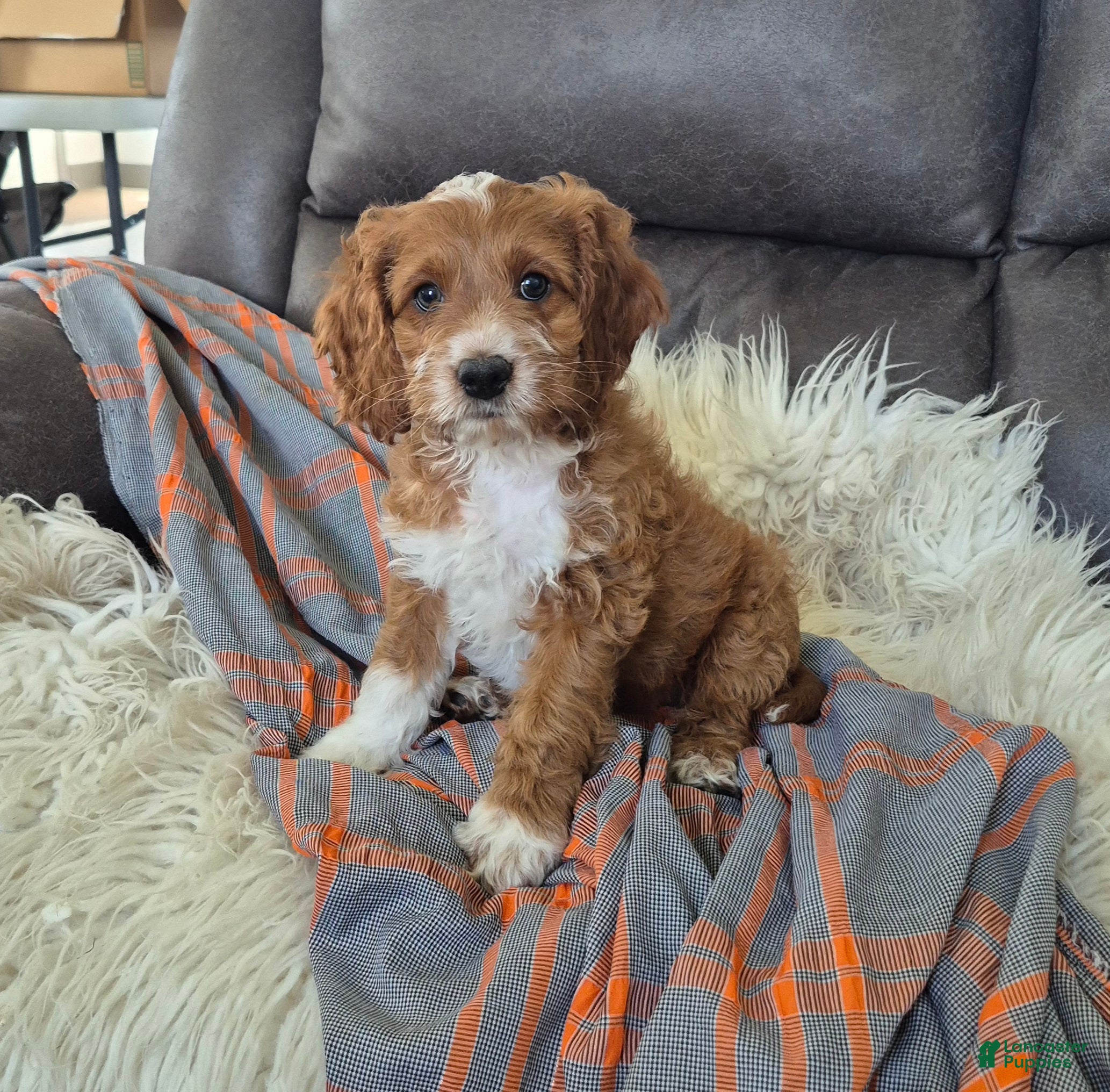 Cockapoo dogs Fred - Ad 2