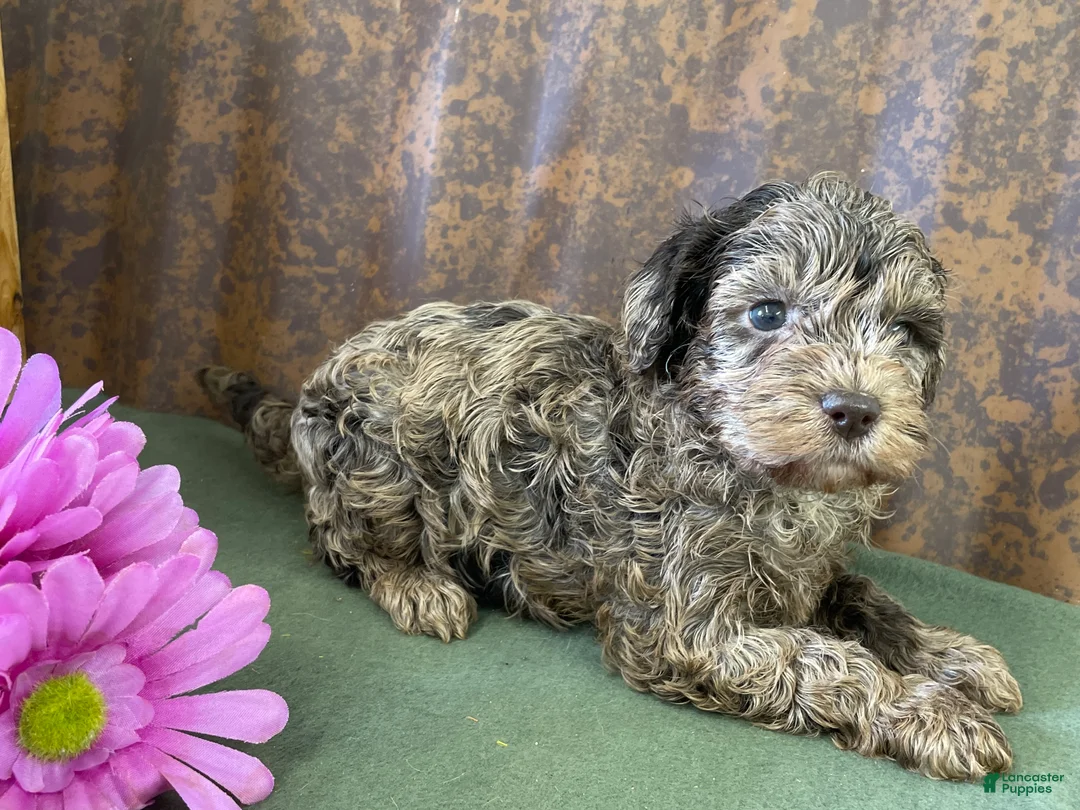 Labradoodle dogs for sale: Layla - Ad 12