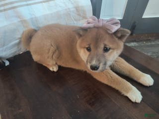Shiba Inu dogs for sale: Basil - Ad 2