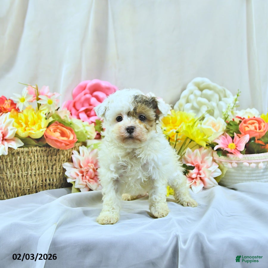 Miniature Poodle dogs Allie - Ad 6