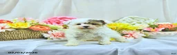 Miniature Poodle dogs for sale: Allie - Ad 1