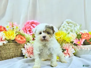 Miniature Poodle dogs Allie - Ad 6