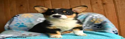 Welsh Corgi Pembroke dogs for sale: Harper - Ad 4