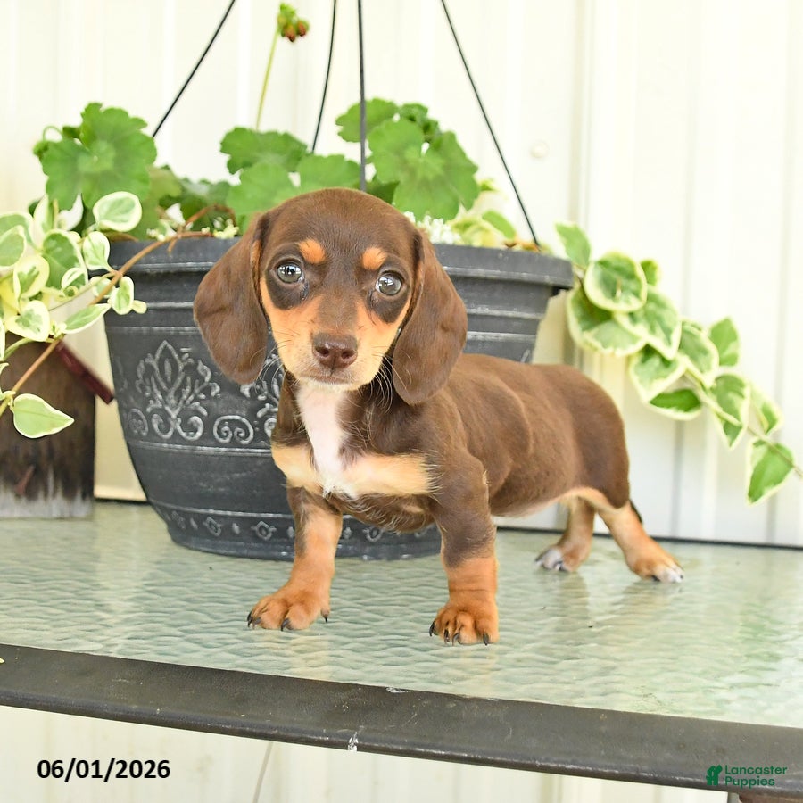 Dachshund dogs for sale: Leah - Ad 5