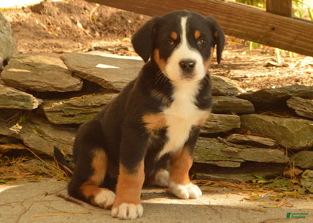 Greater Swiss Mountain Dog Puppies for sale Lancaster Puppies