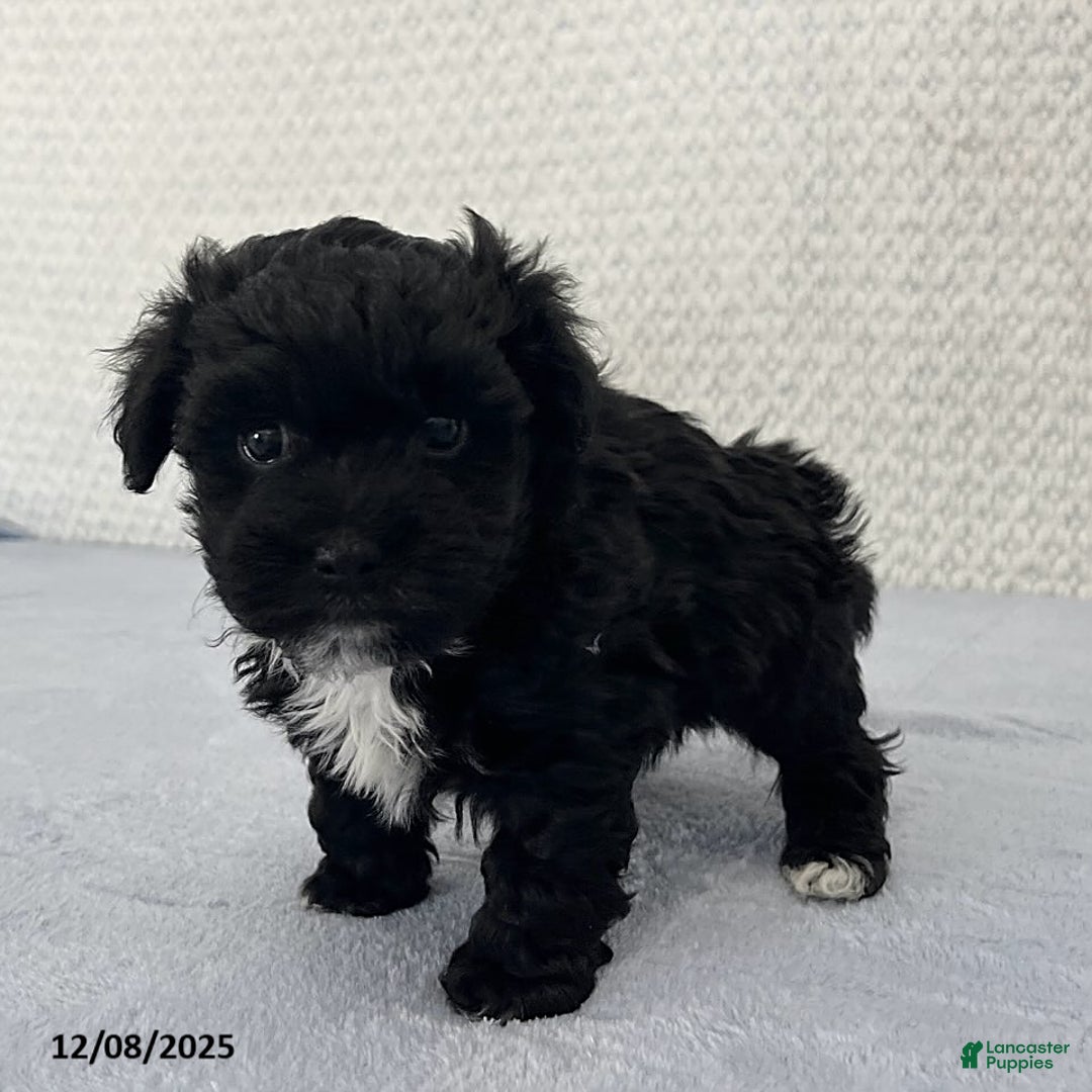 Havapoo dogs for sale: Baxter - Ad 2