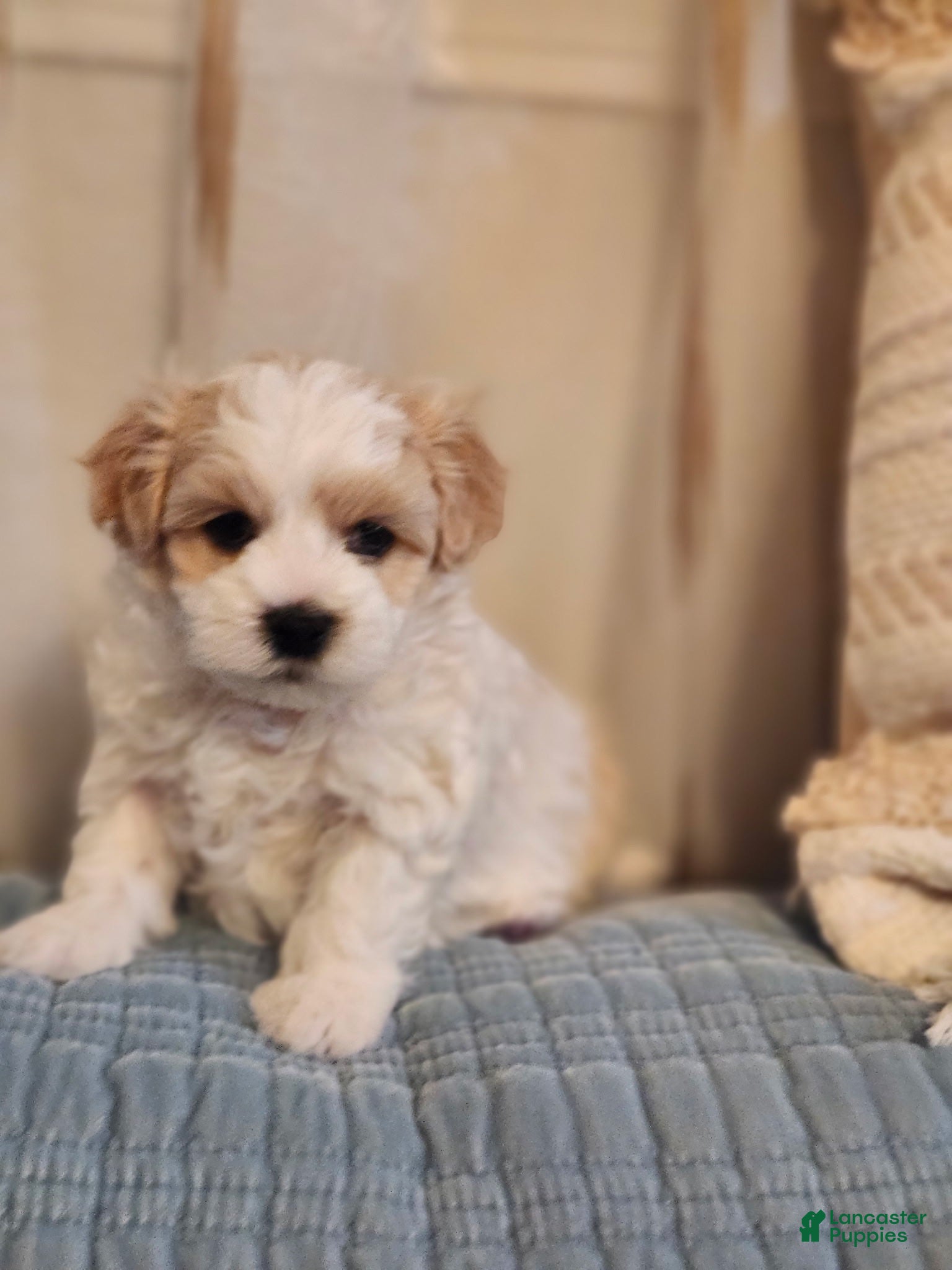 Maltipoo dogs Maltipoo 4 - Ad 1