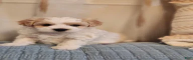 Maltipoo 4