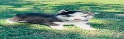 Siberian Husky dogs for sale: Hunter - Ad 11