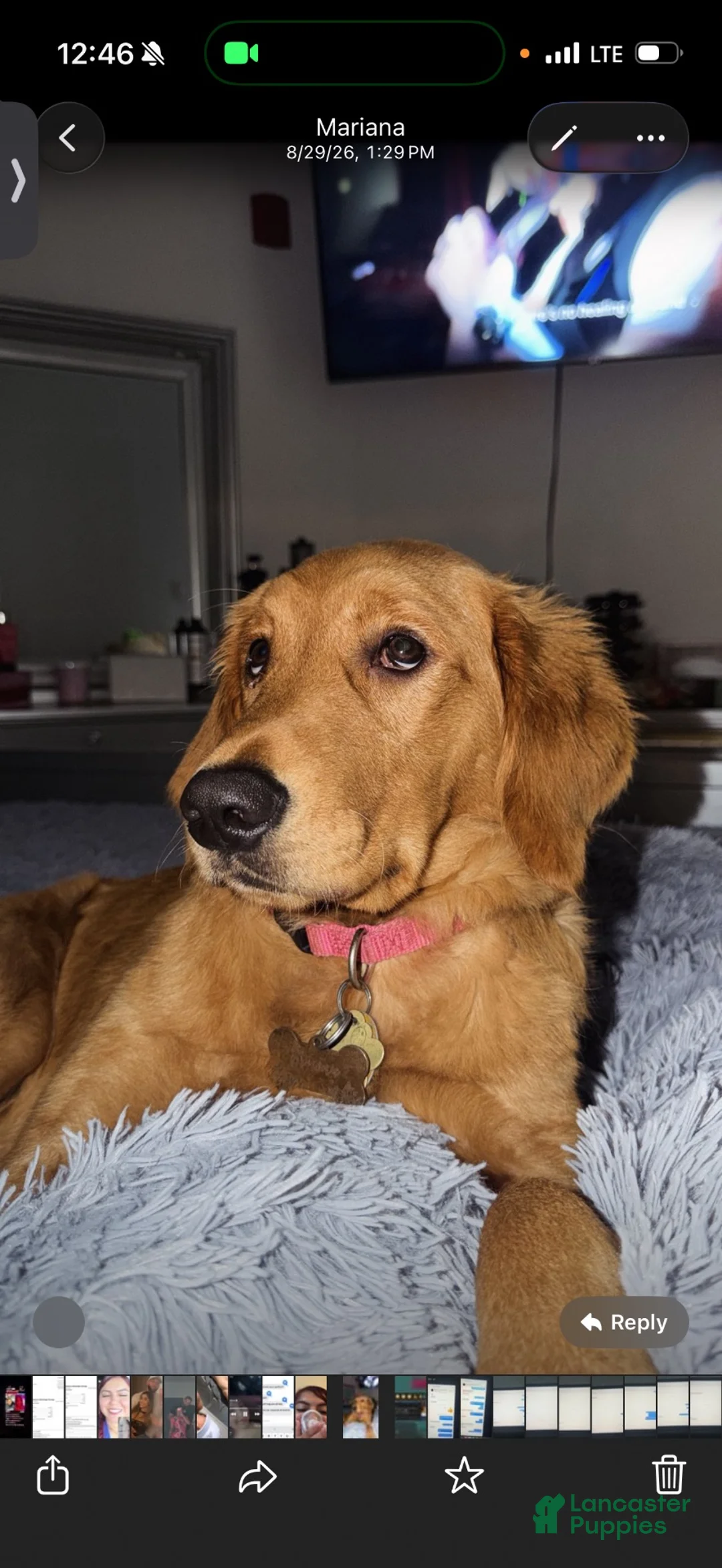 Golden Retriever dogs for sale: Golden Retriever 3 - Ad 4