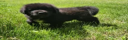 Tibetan Mastiff dogs for sale: Alfie - Ad 3