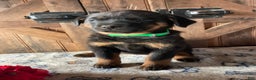 Rottweiler dogs for sale: Zelda - Ad 4