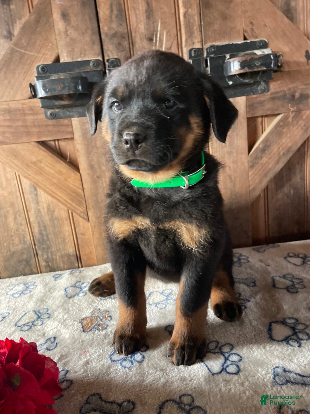 Rottweiler dogs for sale: Zelda - Ad 4