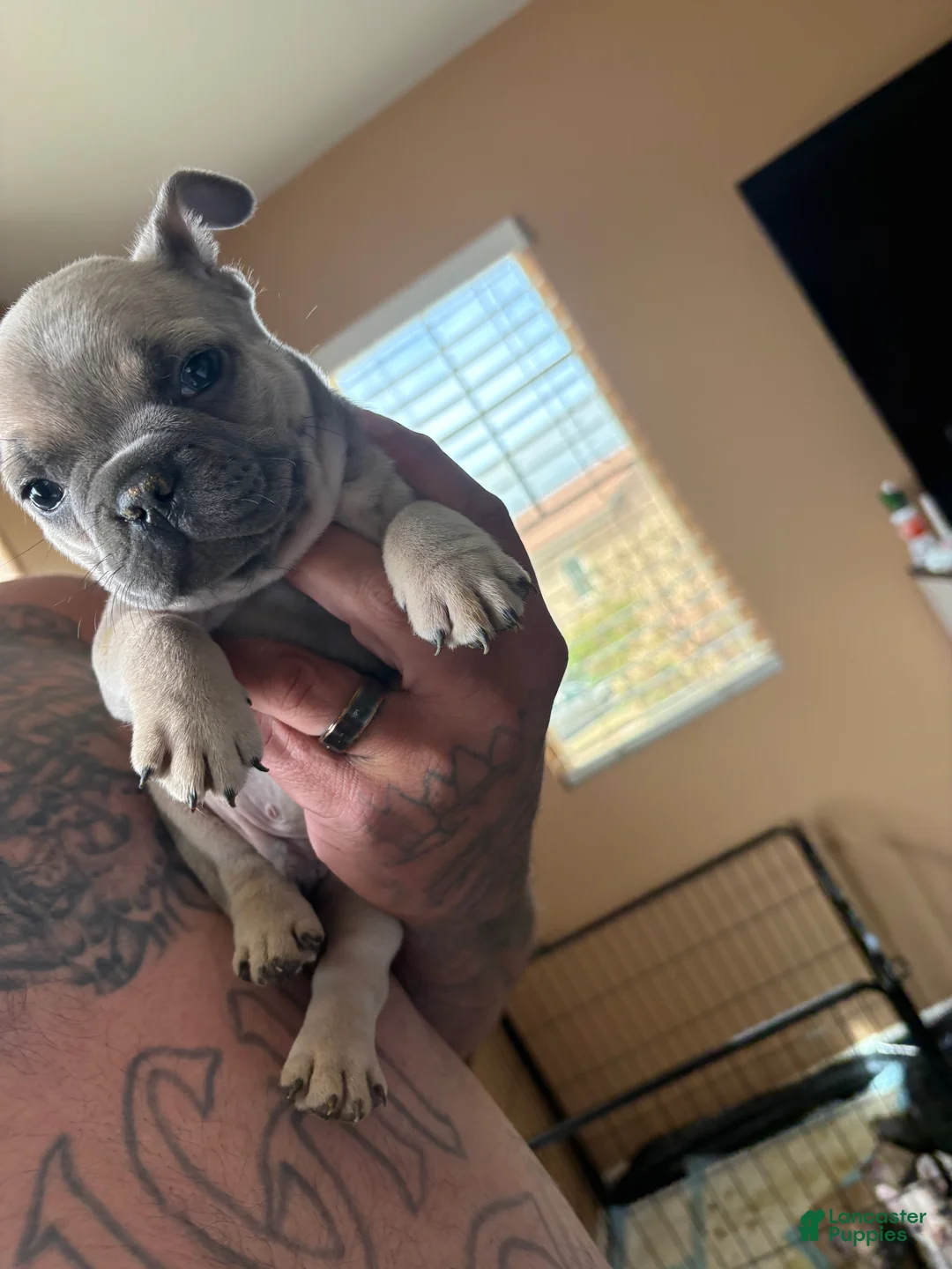 French Bulldog dogs for sale: French Bulldog Puppy 1 - Ad 2