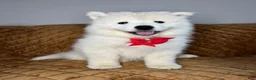 Samoyed dogs for sale: Mickey  - Ad 5