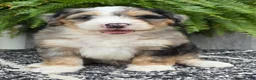 Mini Bernedoodle dogs for sale: Mini Zues - Ad 16
