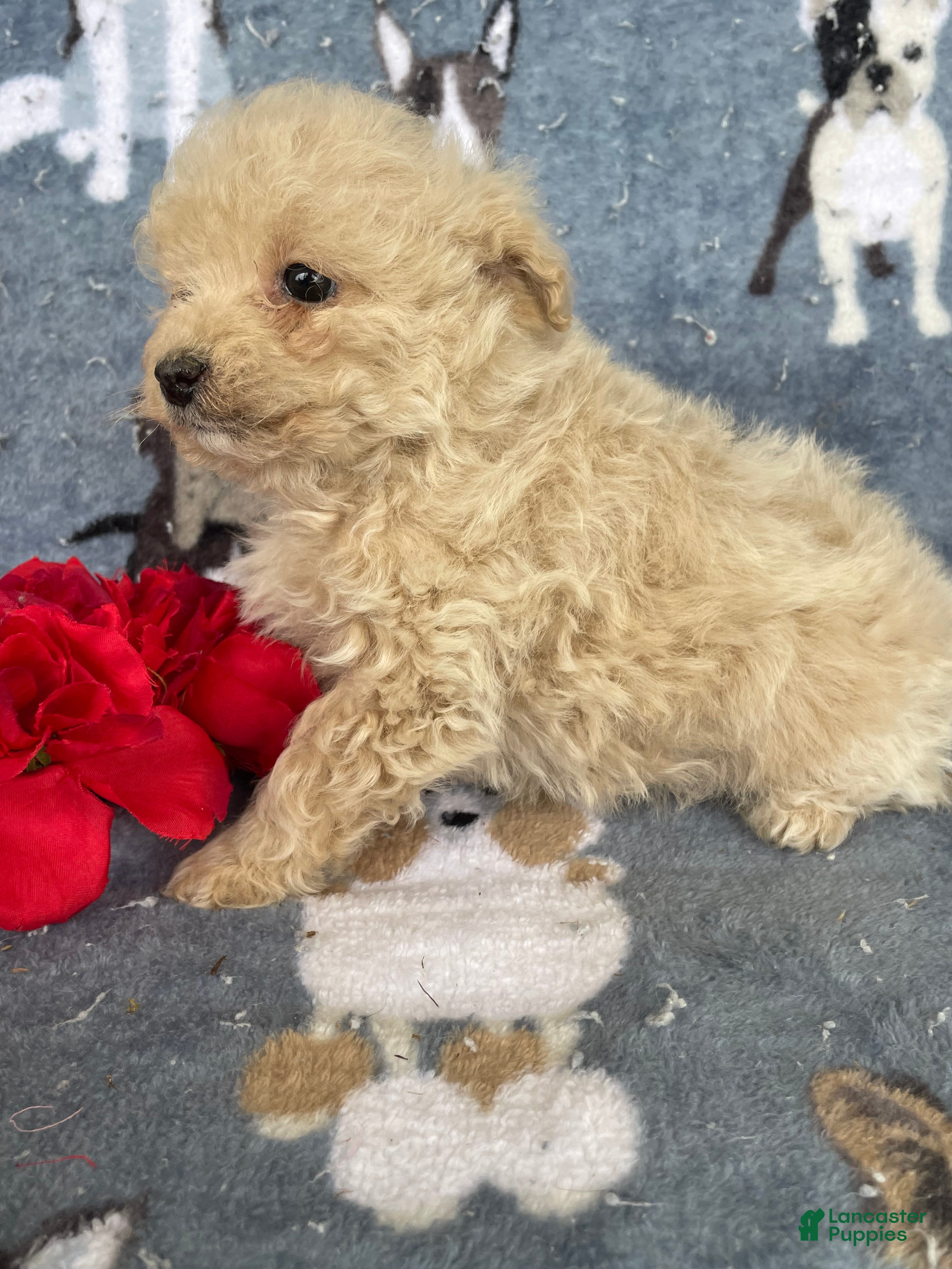 Toy Poodle dogs Juliet - Ad 32