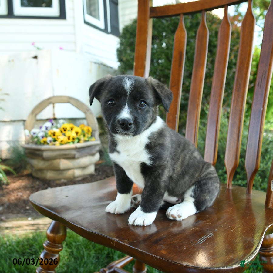 Mixed Breed dogs Jaylisa - Ad 2