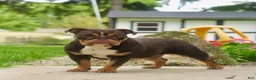 English Bulldog dogs for sale: Wanda - Ad 2