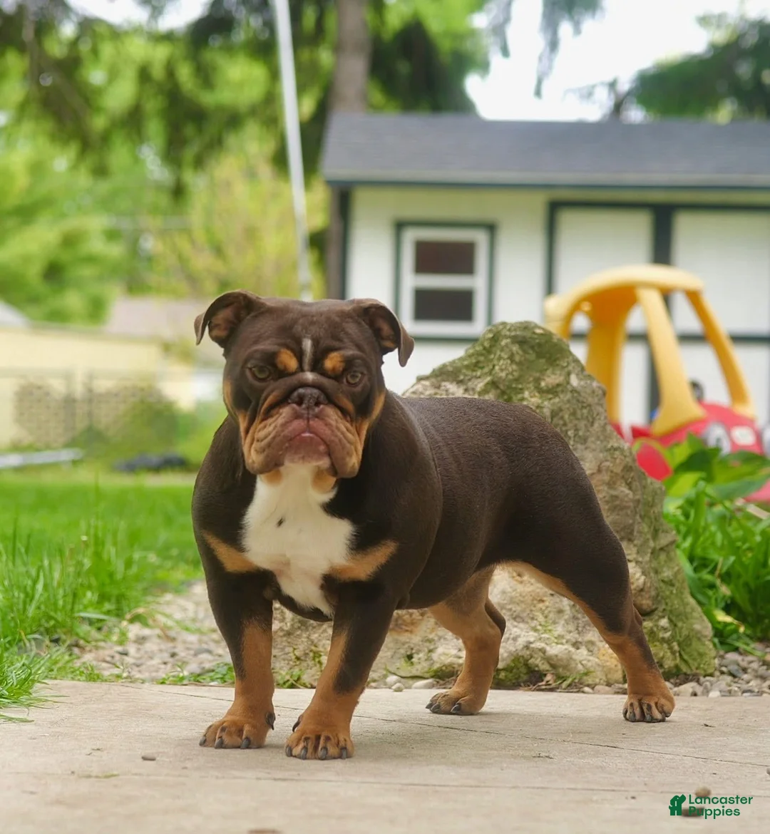 English Bulldog dogs for sale: Wanda - Ad 2