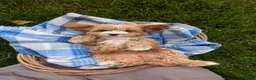 Cavapoo dogs for sale: Teddy  - Ad 4