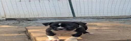 American Bully dogs for sale: Jet - Ad 7