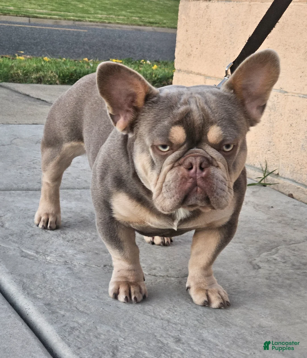 Gallery Image {{count}}