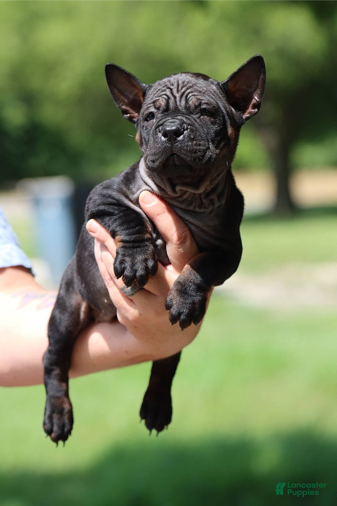 Shar Pei dogs for sale: Chongqin - Ad 6