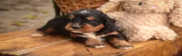 Mini Bernedoodle dogs for sale: Apple F1 Mini Bernedoodle  - Ad 6