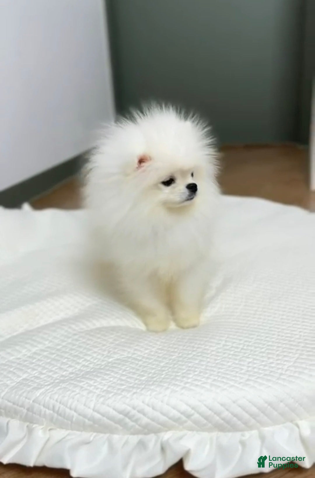 Pomeranian dogs Lucas - Ad 5