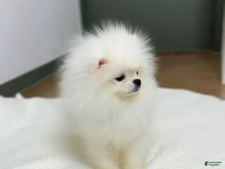 Pomeranian dogs Lucas - Ad 5