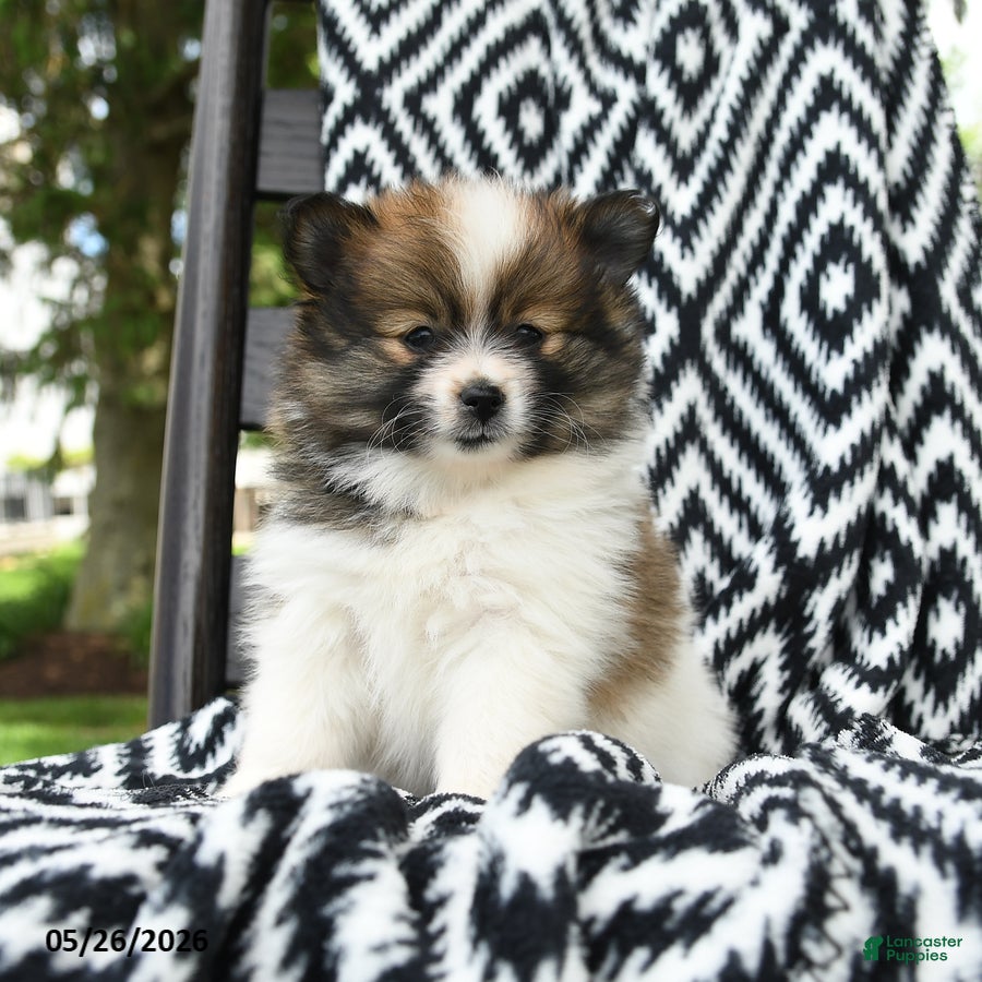 Pomeranian dogs Cruffin - Ad 1