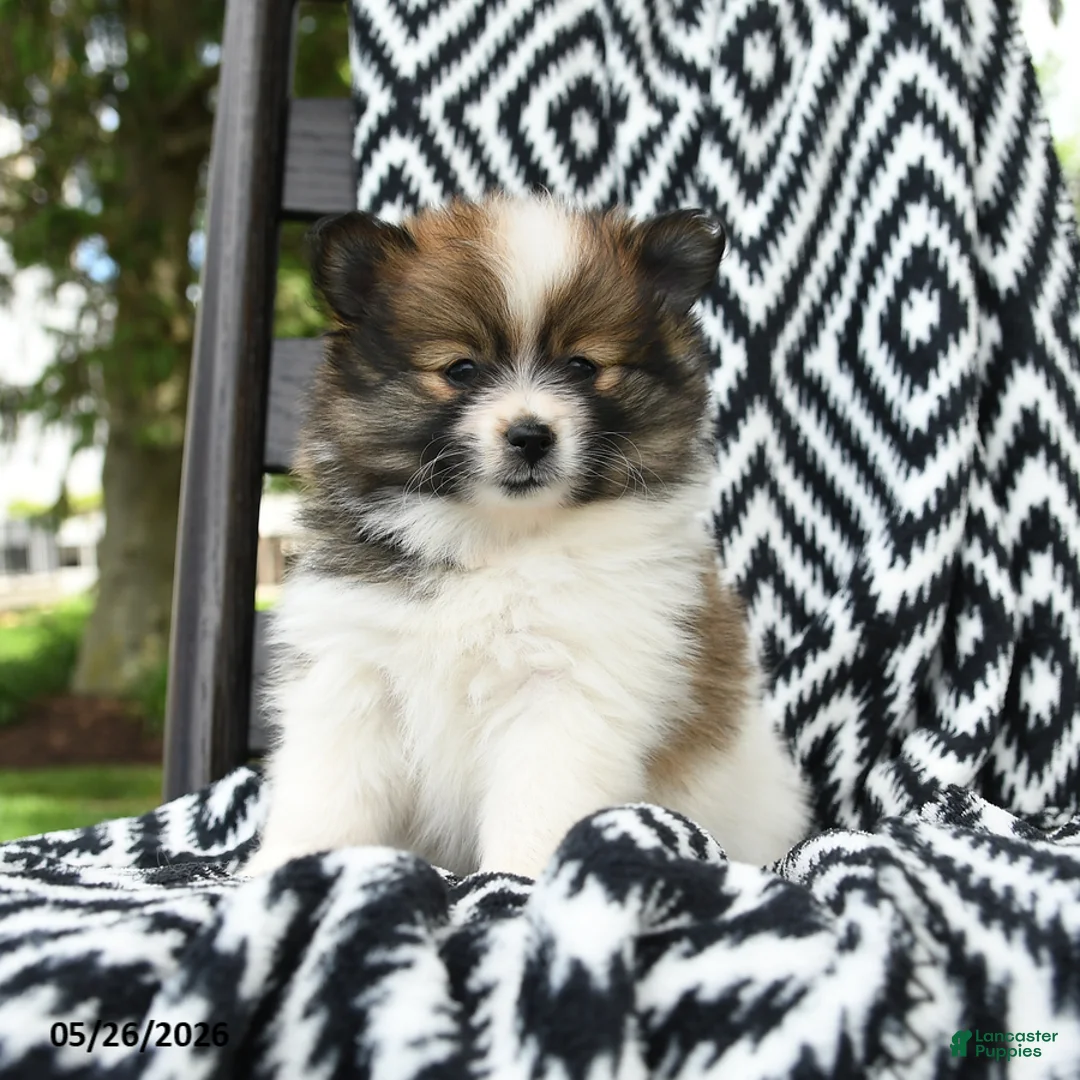 Pomeranian dogs for sale: Cruffin - Ad 1