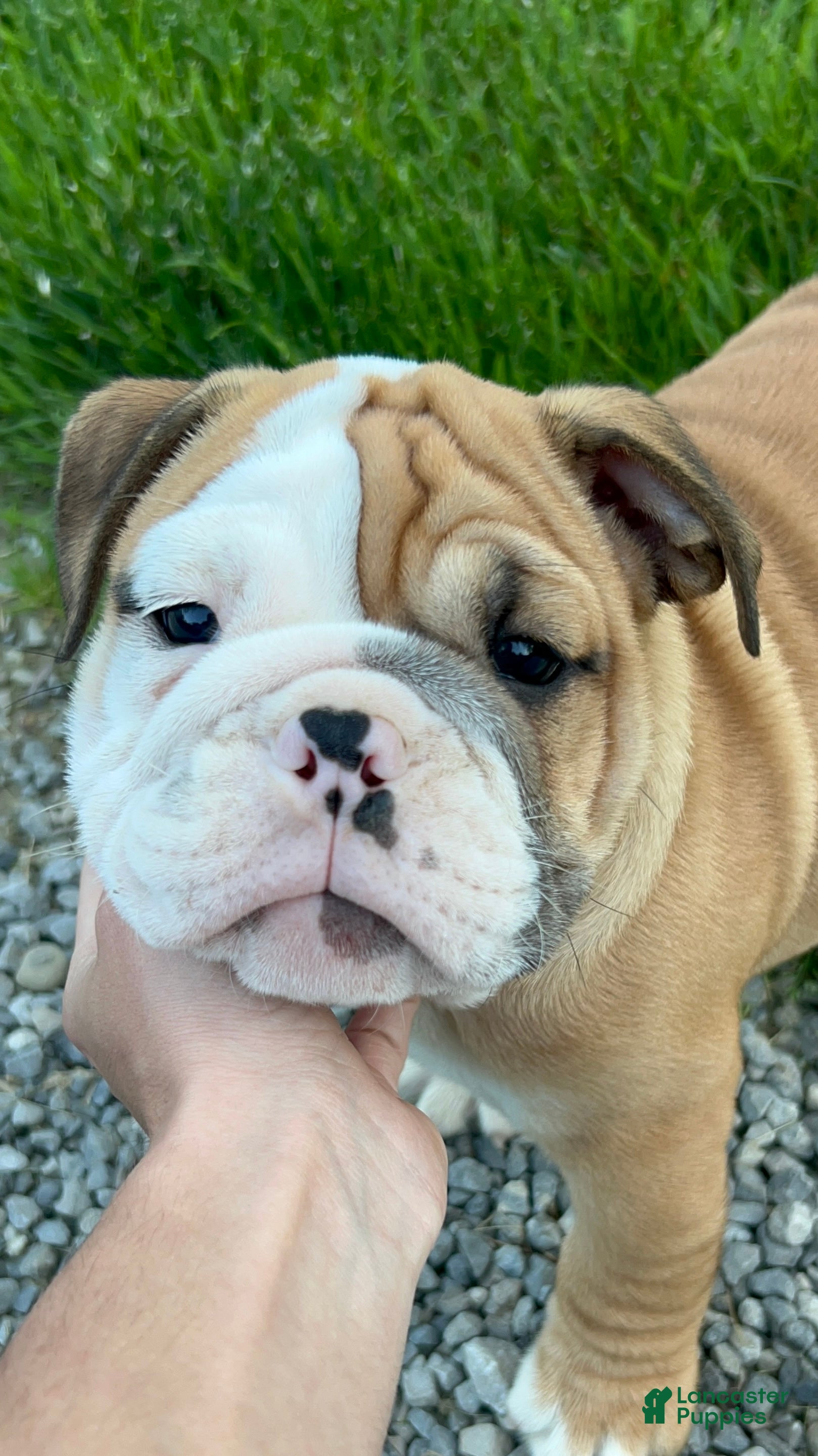 English Bulldog dogs Zeke - Ad 2